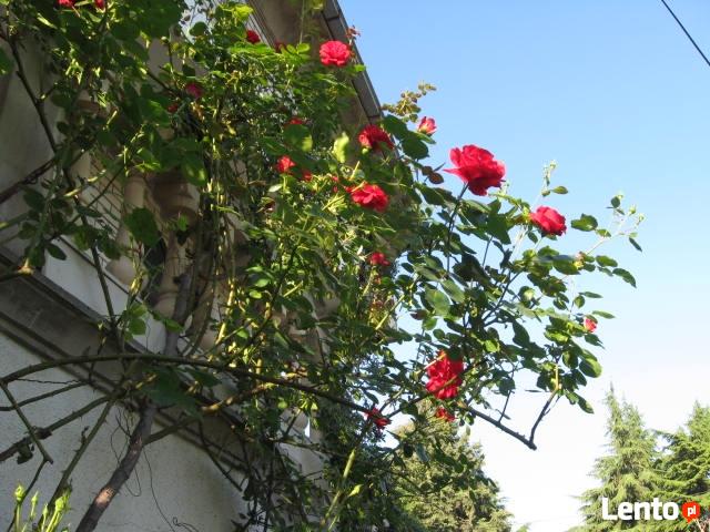 ARS Hostel Skopje Makedonija, rooms, per night, cheap, clean