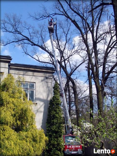 Usługi Podnośnikiem Koszowym, Wycinka drzew, montaż reklam
