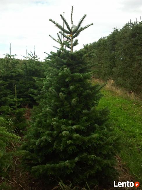 Choinki,Jodła Kaukaska bezpośrednio z duńskiej plantacji!!!