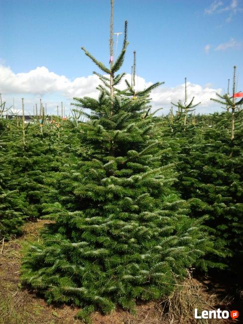 Choinki,Jodła Kaukaska bezpośrednio z duńskiej plantacji!!!