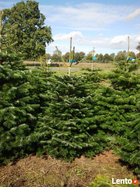 Choinki,Jodła Kaukaska bezpośrednio z duńskiej plantacji!!!