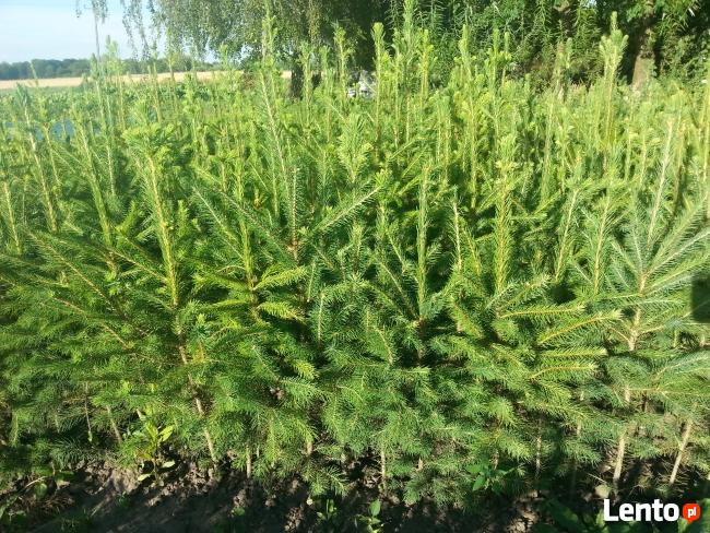 Świerk pospolity 60-70 cm