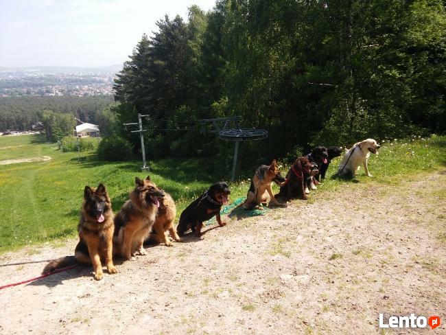 Szkolenie psów Kielce www.szkoleniepsowkielce.eu