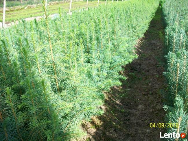 Sadzonki Świerka Pospolitego, Srebrnego, Serbskiego !