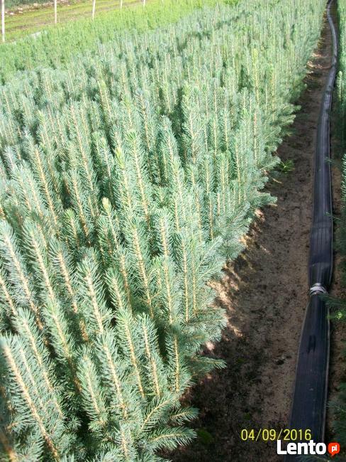 Sadzonki Świerka Pospolitego, Srebrnego, Serbskiego !