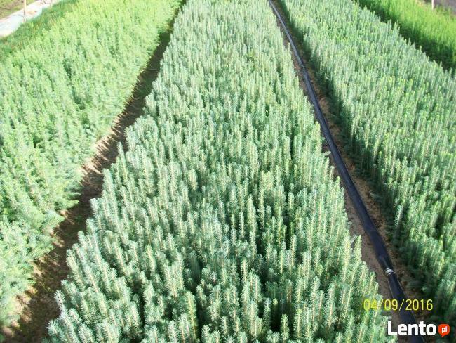 Sadzonki Świerka Pospolitego, Srebrnego, Serbskiego !