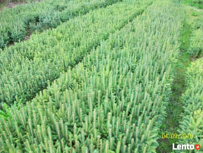 Sadzonki Świerka Pospolitego, Srebrnego, Serbskiego !