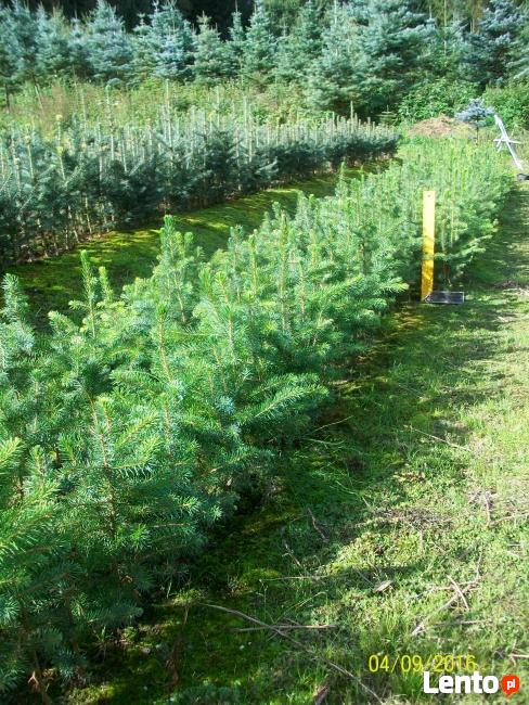 Sadzonki Świerka Pospolitego, Srebrnego, Serbskiego !