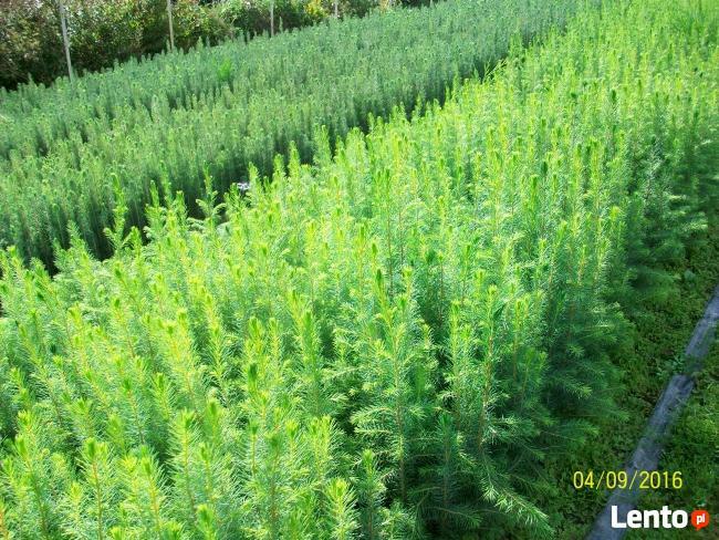 Sadzonki Świerka Pospolitego, Srebrnego, Serbskiego !