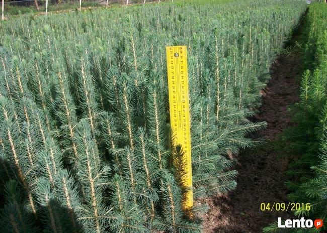 Sadzonki Świerka Pospolitego, Srebrnego, Serbskiego !