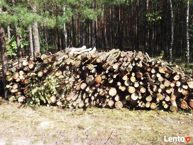 TRZEBIEŻ - Przecinka leśna