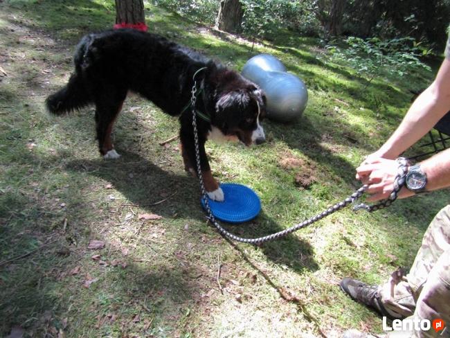 Ośrodek Szkolenia Psów Family DOG