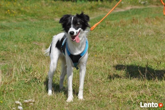 Ośrodek Szkolenia Psów Family DOG