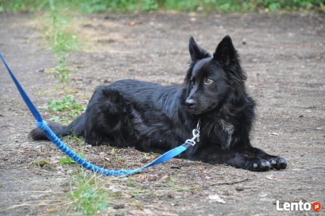 Ośrodek Szkolenia Psów Family DOG