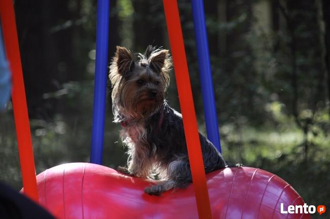 Ośrodek Szkolenia Psów Family DOG