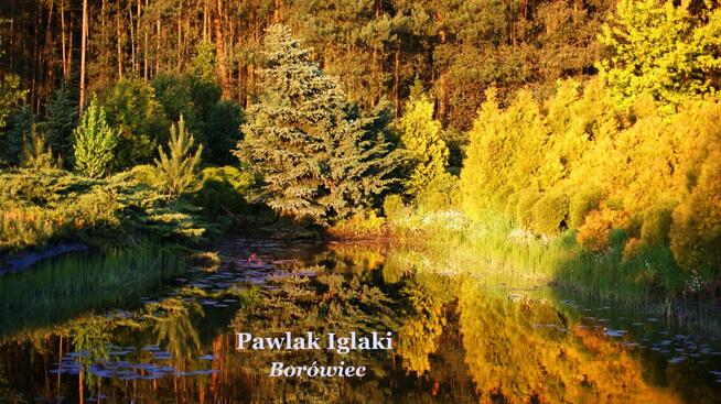 Szkółka poleca PIĘKNE IGLAKI, również duże okazy. ZAPRASZAMY