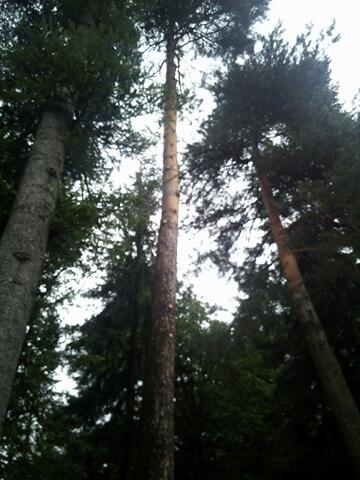 wycinka drzew metodą alpinistyczną