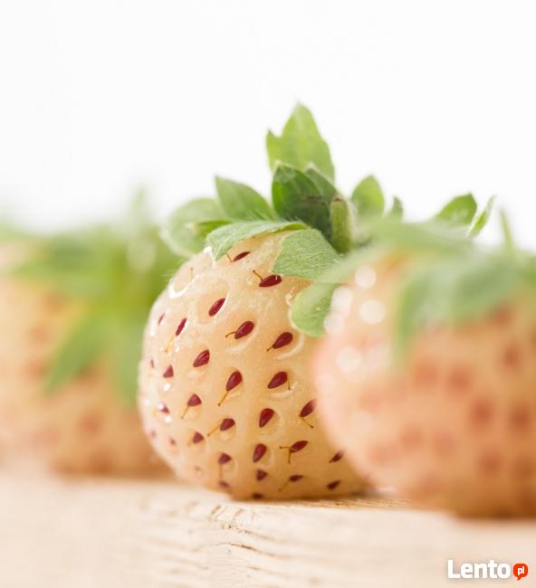 sadzonki truskawki Pineberry - truskawka ananasowa