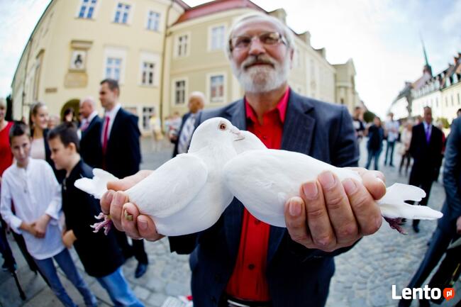 Białe gołębie na ślub (woj.dolnośląskie i opolskie)