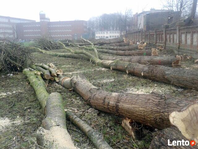 Wycinka Drzew,przycinka,sadzenie