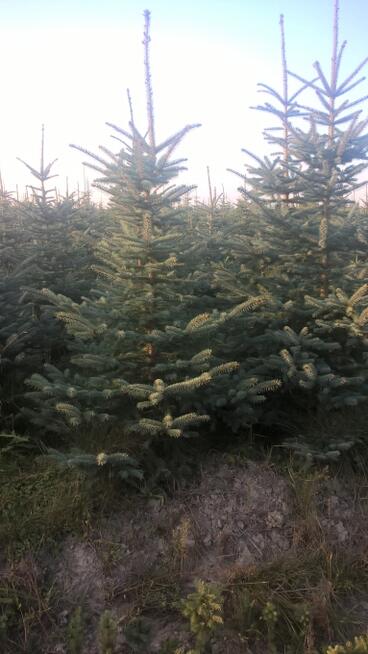 CHOINKI ŚWIERKA SREBRNEGO