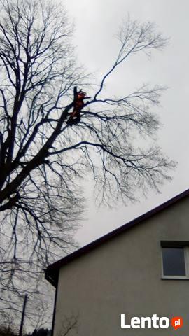 Wycinka Drzew,przycinka,sadzenie