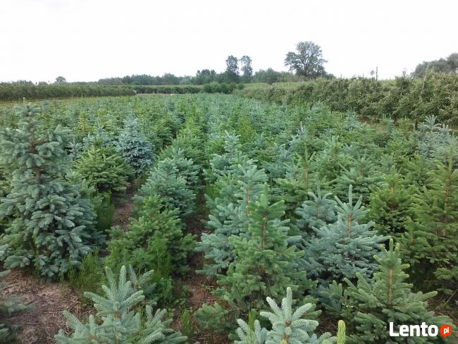 CHOINKI ŚWIĄTECZNE Jodły oraz świerki - Sprzedam!!!