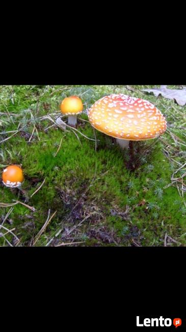 Sprzedam działkę budowlaną