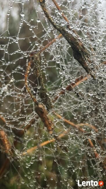 Sprzedam działkę budowlaną