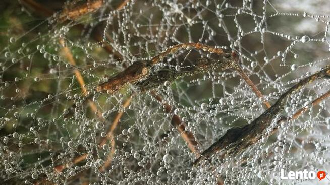 Sprzedam działkę budowlaną