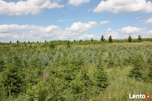 Plantacja Choinek hurt FORMOWANY jodła kaukaska świerk detal