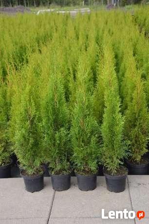 Tuja Tuje thuja szmaragd shmaragd 70-80cm 2l 9zł HURT