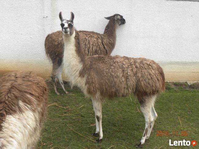 Osiołek Osły Osioł Oślice sprzedam Osła Lamy Lame