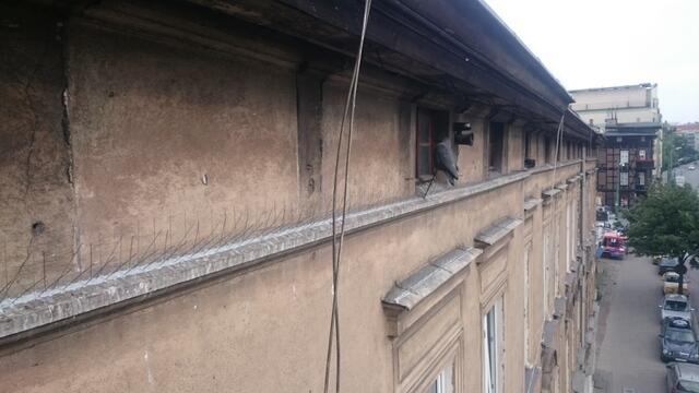 Kolce na ptakia Poznań ,Plewiska, Skórzewo, Komorniki, Luboń