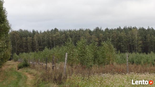 sprzedam las