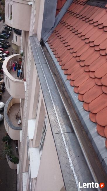 Montaż kolcy na gołębie Poznań, Mosina, Puszczykowo,