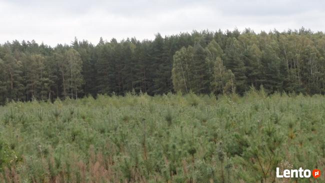 sprzedam las