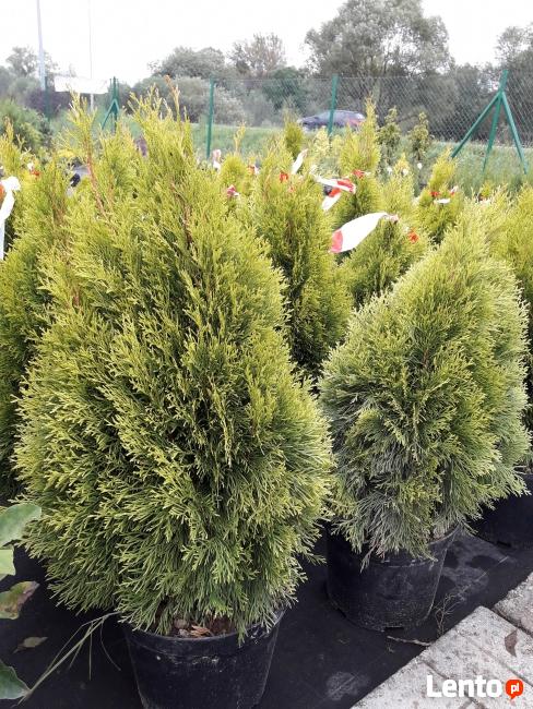 Tuja Szmaragd Gold Hurtowe ILOŚCI Gorlice/N.Sącz/Tarnów