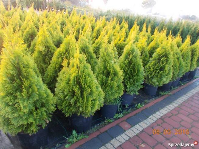 Tuja Szmaragd Gold Hurtowe ILOŚCI Gorlice/N.Sącz/Tarnów