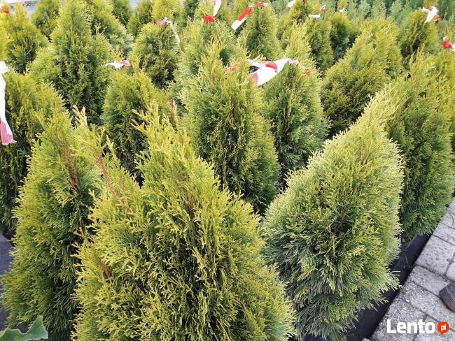 Tuja Szmaragd Gold Hurtowe ILOŚCI Gorlice/N.Sącz/Tarnów