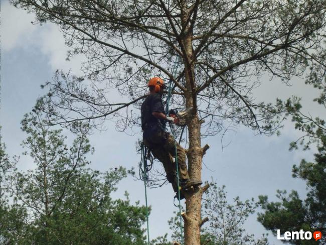 Drewno Kominkowe , SUCHE ! Opałowe .Wycinka Drzew !!!