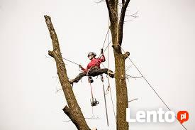 Drewno Kominkowe , SUCHE ! Opałowe .Wycinka Drzew !!!