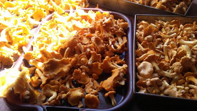 Turystyka aktywna - kajaki, rowery, GRZYBOBRANIE