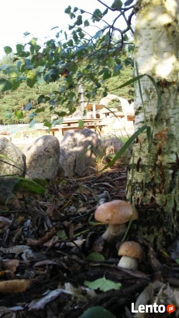 Apartamenty całoroczne do wynajęcia