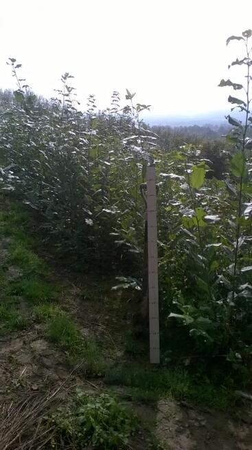 Sadzonki topoli energetycznej balsamicznej ukorzenione