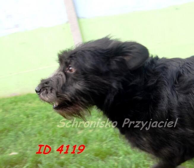 S.O.S dla Imbera z Lututowa