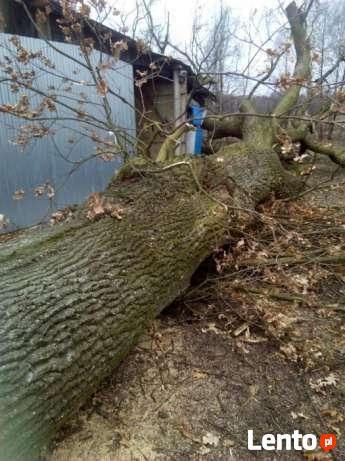 Wycinka ścinka trudnych drzew