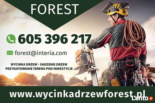 Wycinka Drzew Forest