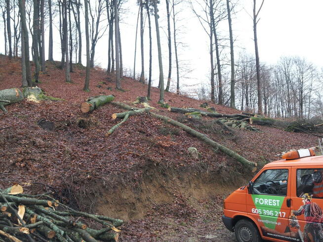 Wycinka Drzew Forest