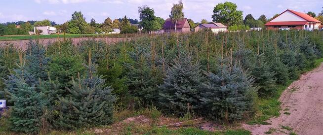 Świerk Pospolity Zwykły FORMOWANY Srebrny Kujący 1,5-4m HURT